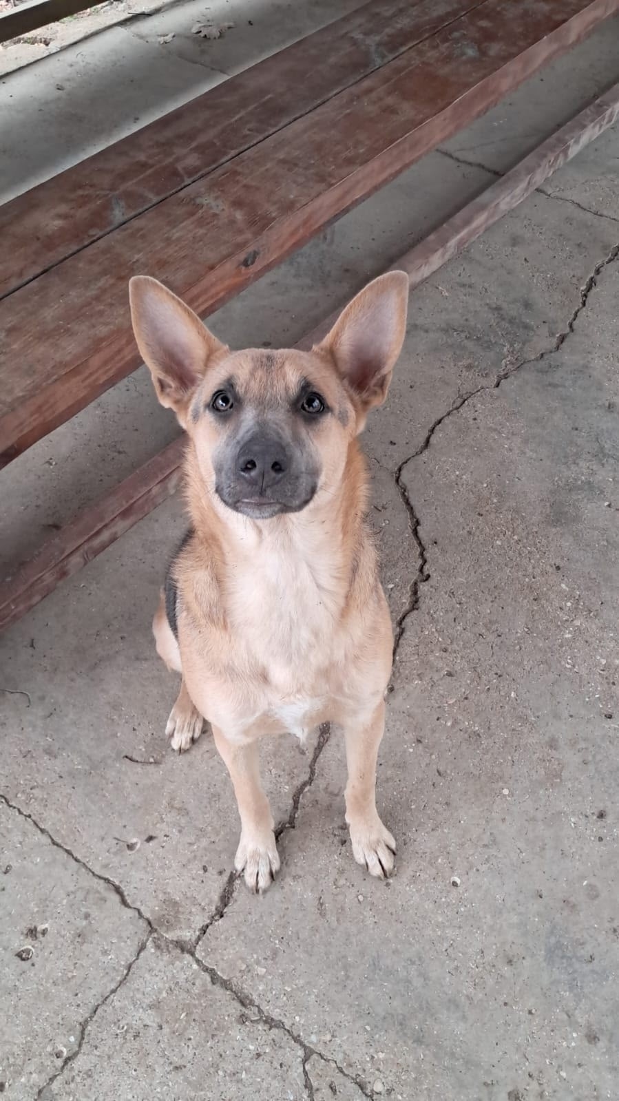 Найдена собака в Симферополе — фото объявления