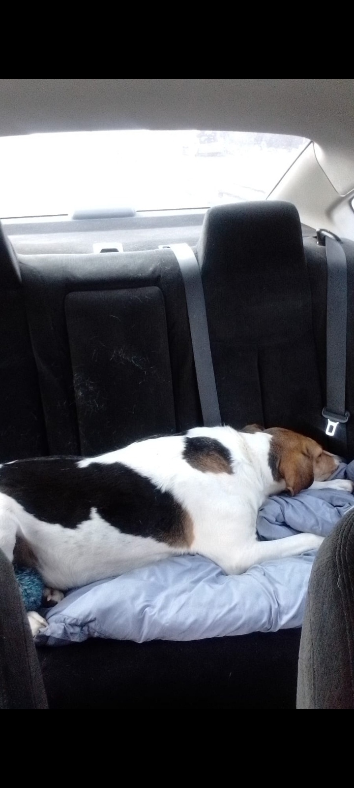 Пропала собака в Симферополе — фото объявления