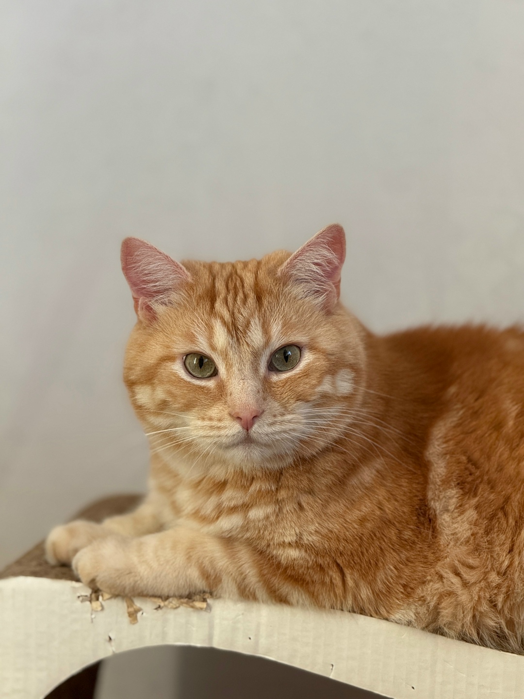 Пропала кошка в Подольске — фото объявления