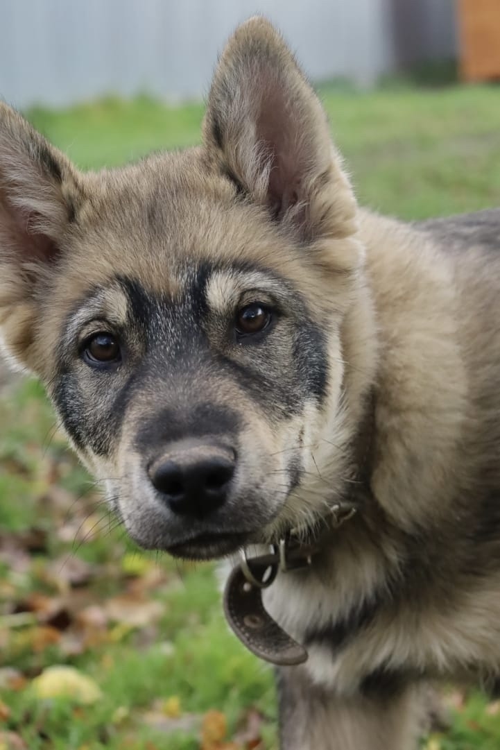 Найдена собака в Подольске — фото объявления
