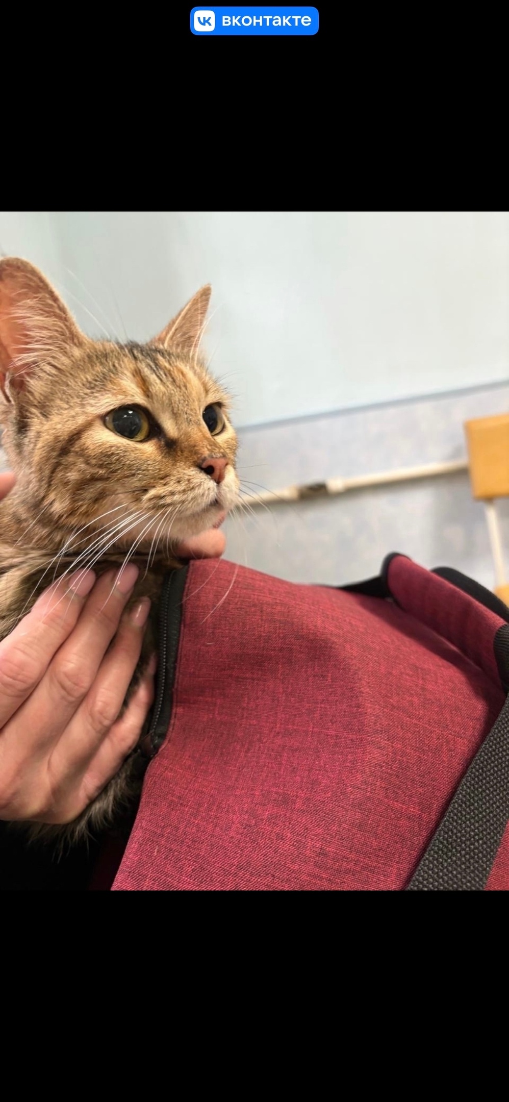 Найдена кошка в Подольске — фото объявления