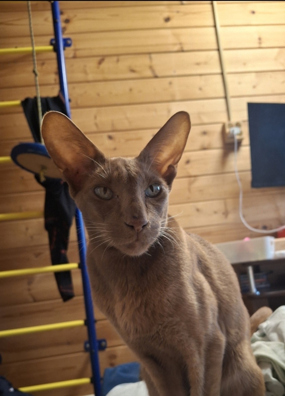 Пропала кошка в Подольске — фото объявления