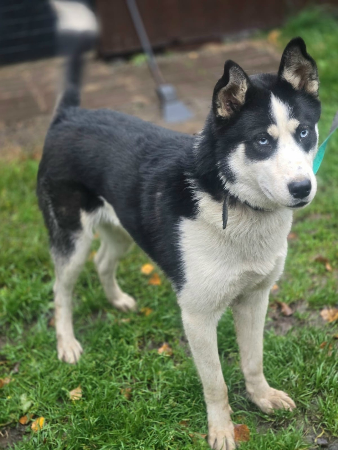 Найдена собака в Подольске — фото объявления