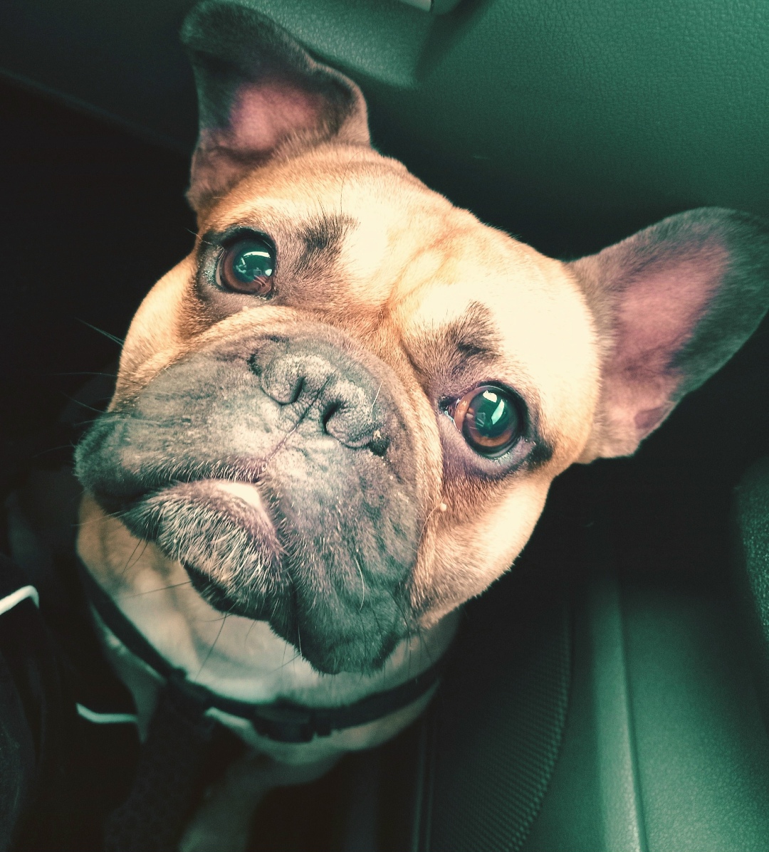 Пропала собака в Подольске — фото объявления