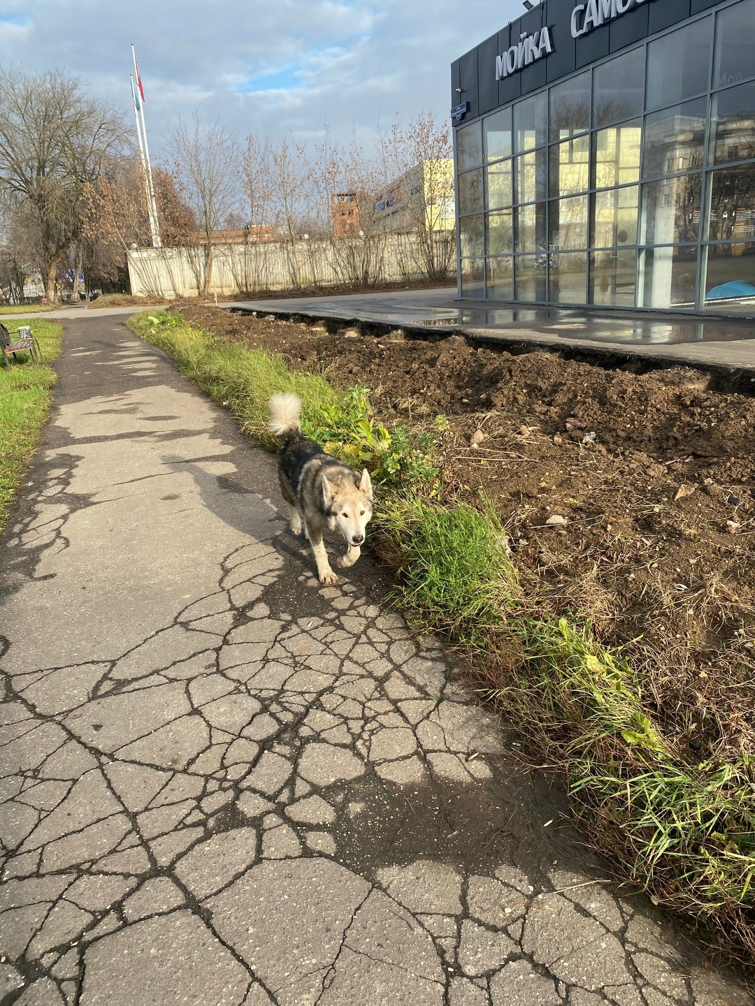 Пропала собака в Подольске — фото объявления