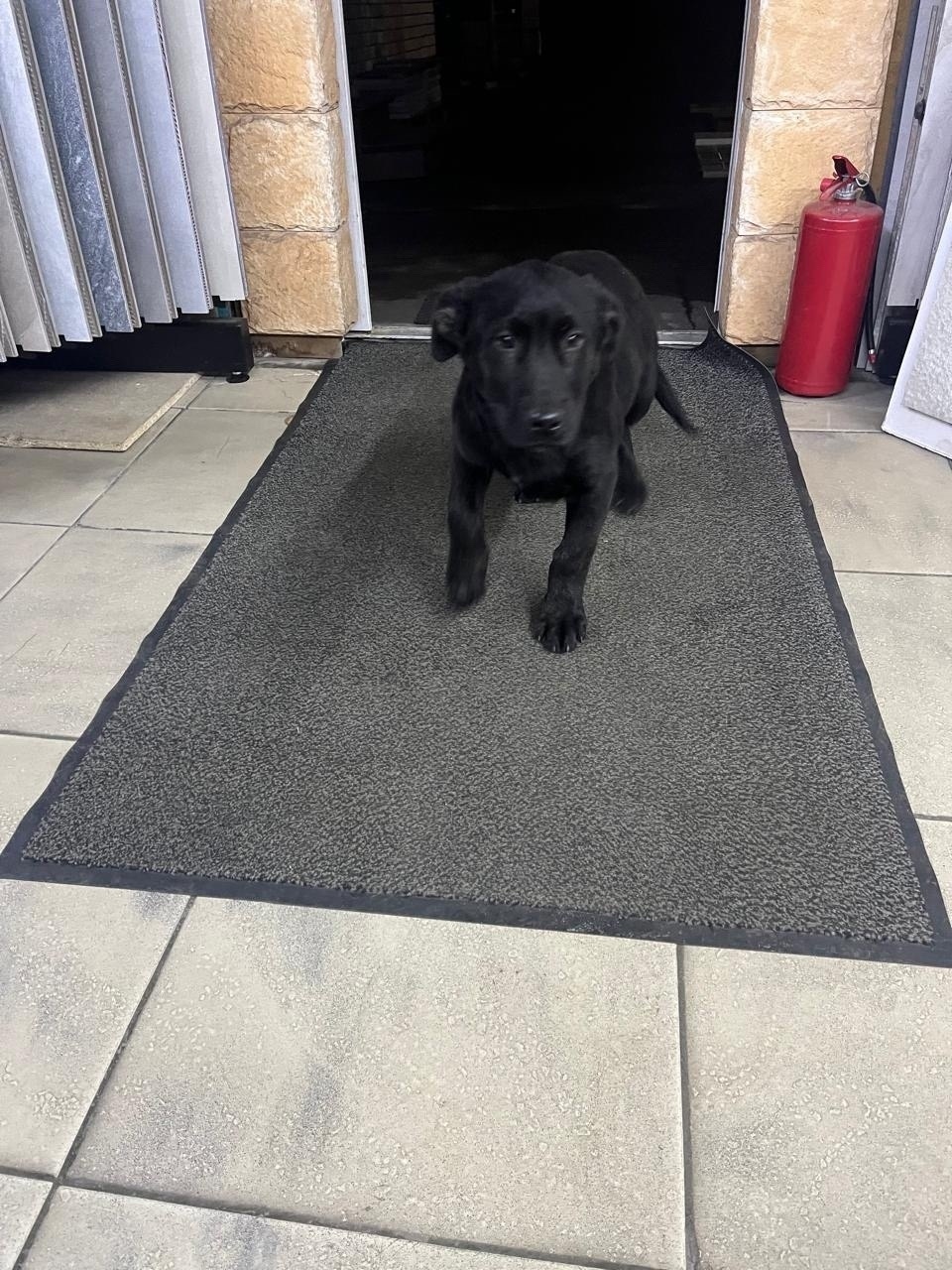 Найдена собака в Подольске — фото объявления