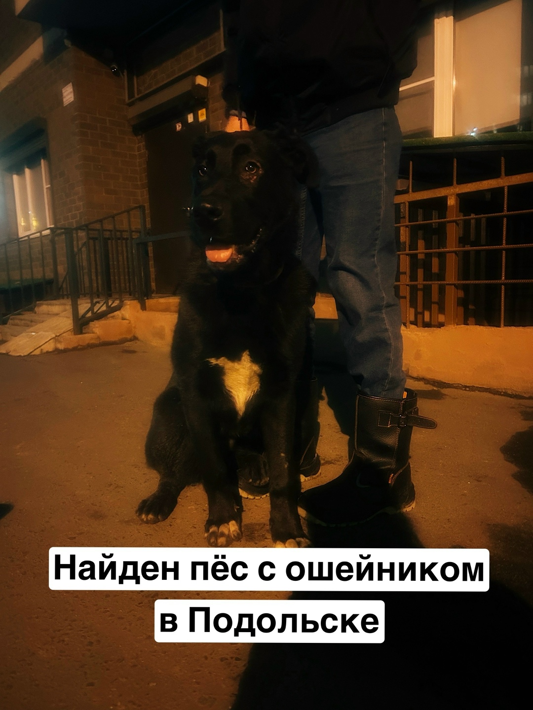 Пропала собака в Подольске — фото объявления