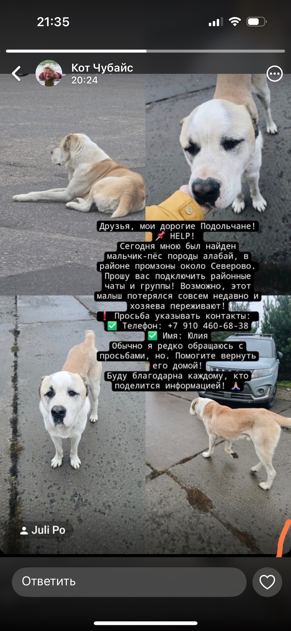 Найдена собака в Подольске — фото объявления