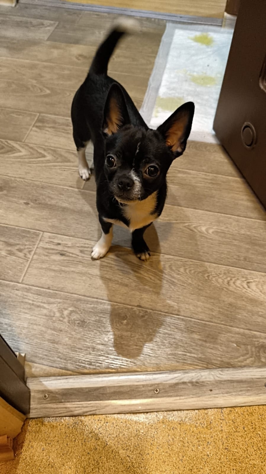 Пропала собака в Подольске — фото объявления