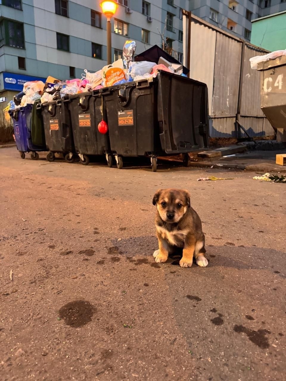 Пропала собака в Подольске — фото объявления