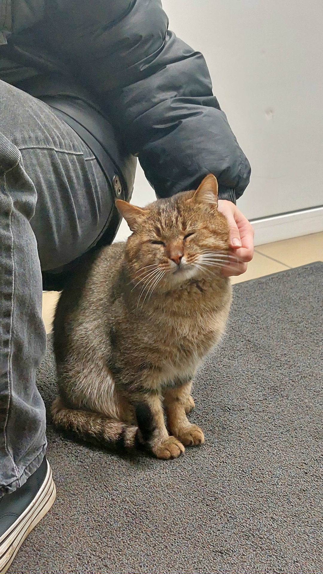 Найдена кошка в Подольске — фото объявления