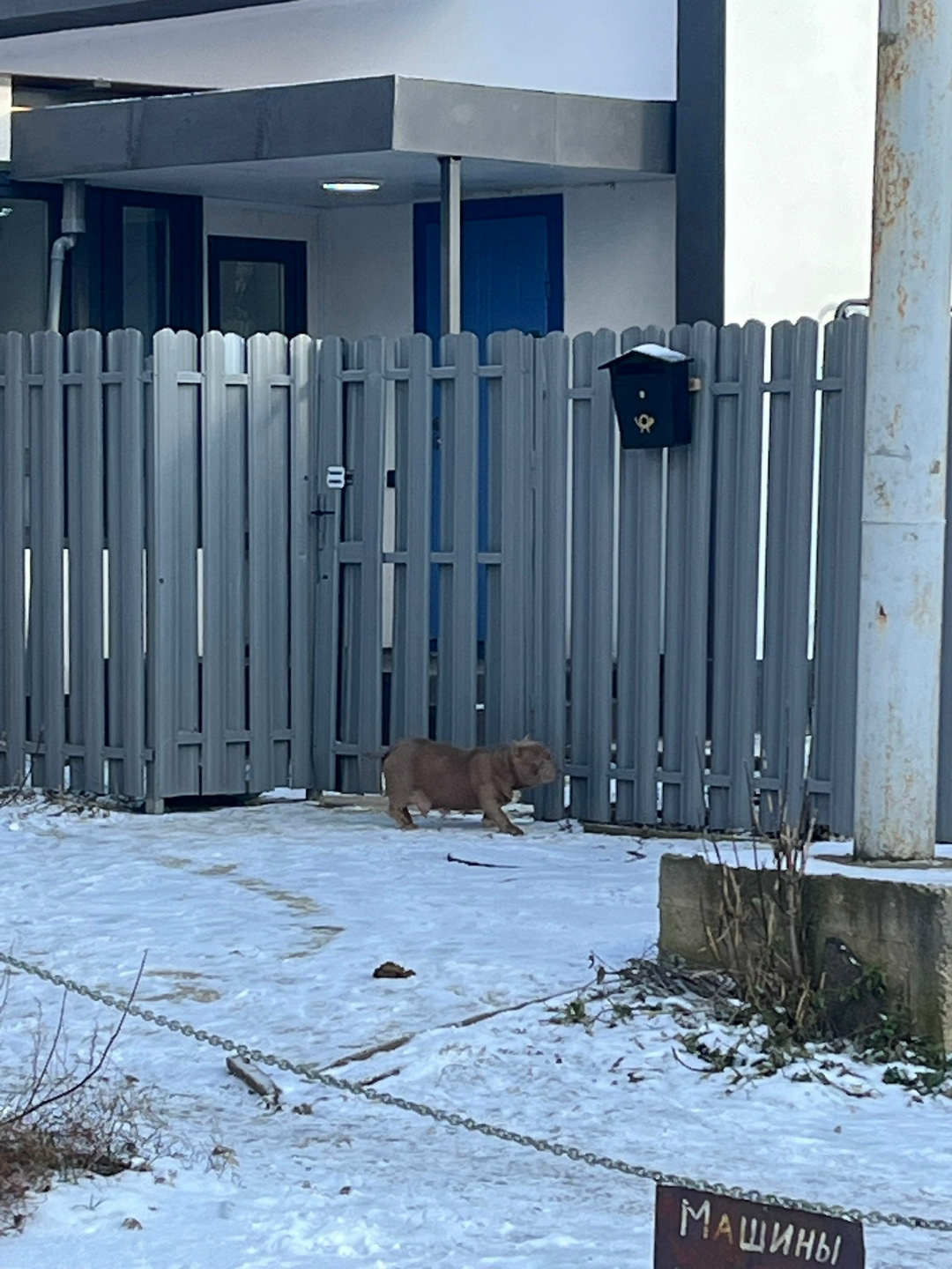 Пропала собака в Подольске — фото объявления