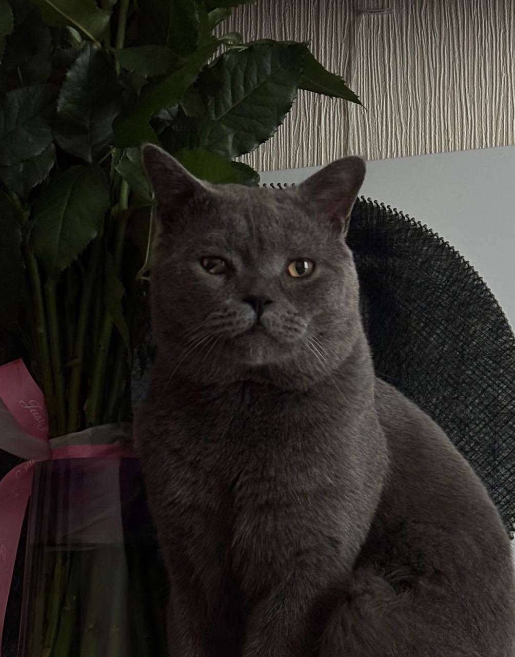 Пропала кошка в Подольске — фото объявления