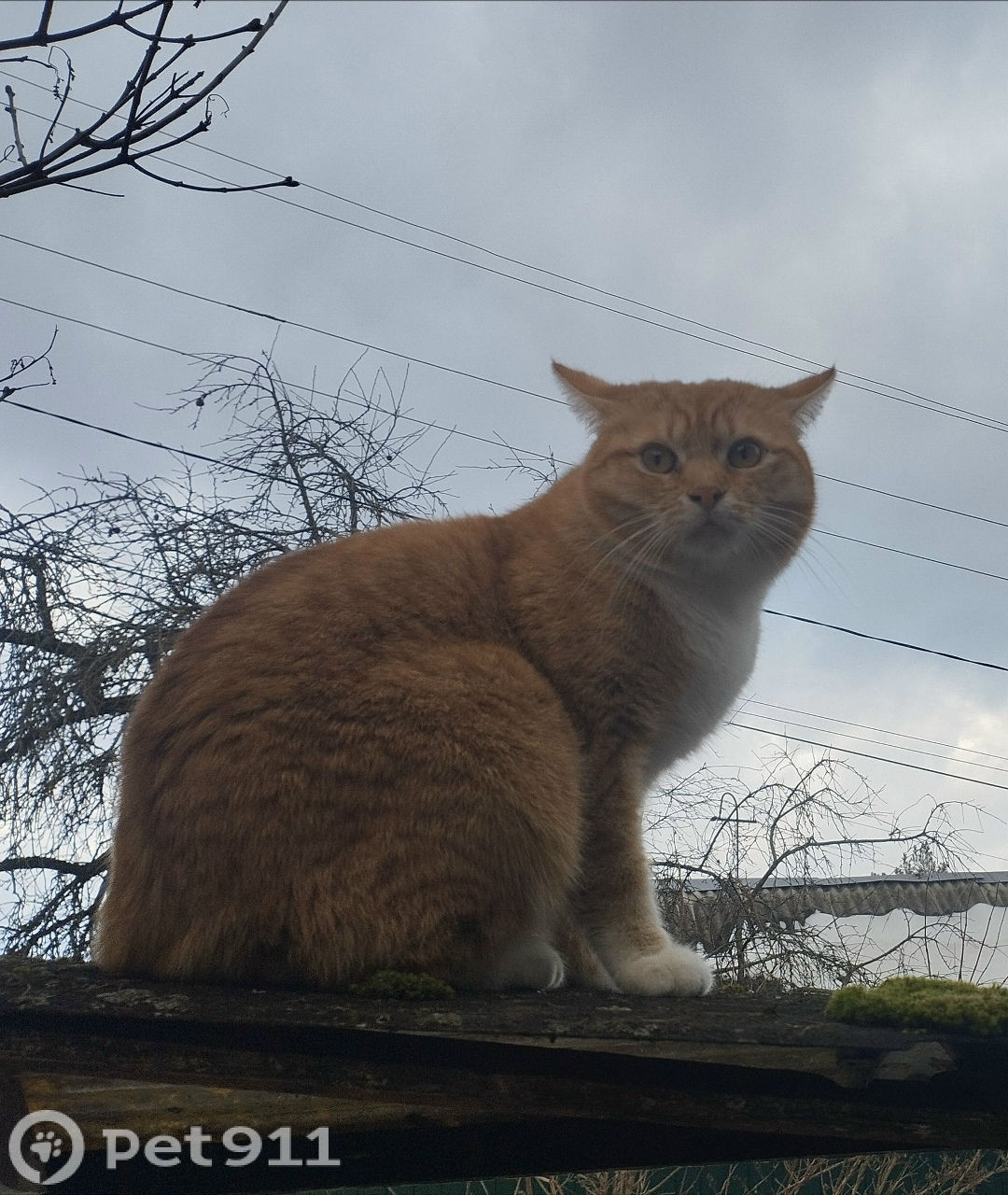 Пропала кошка в Смоленске — фото объявления