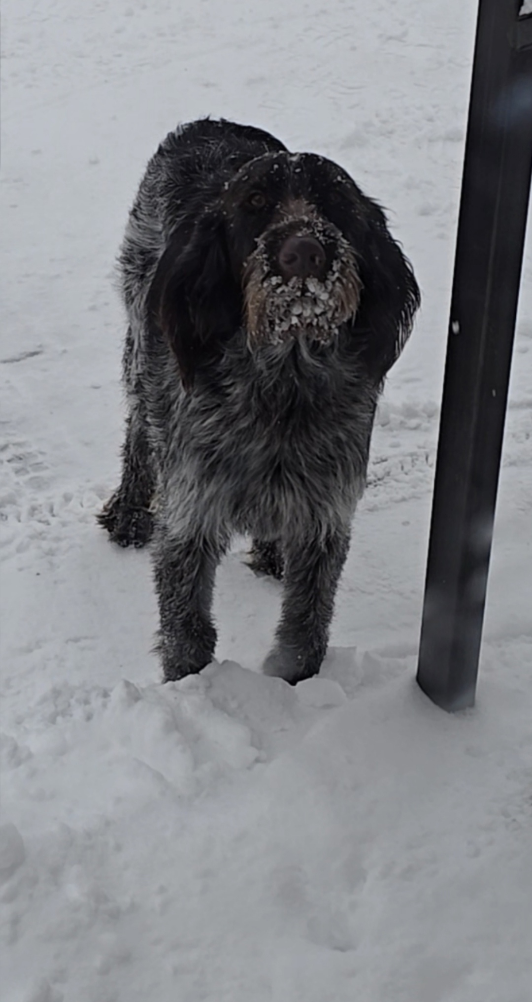 Пропала собака в Смоленске — фото объявления