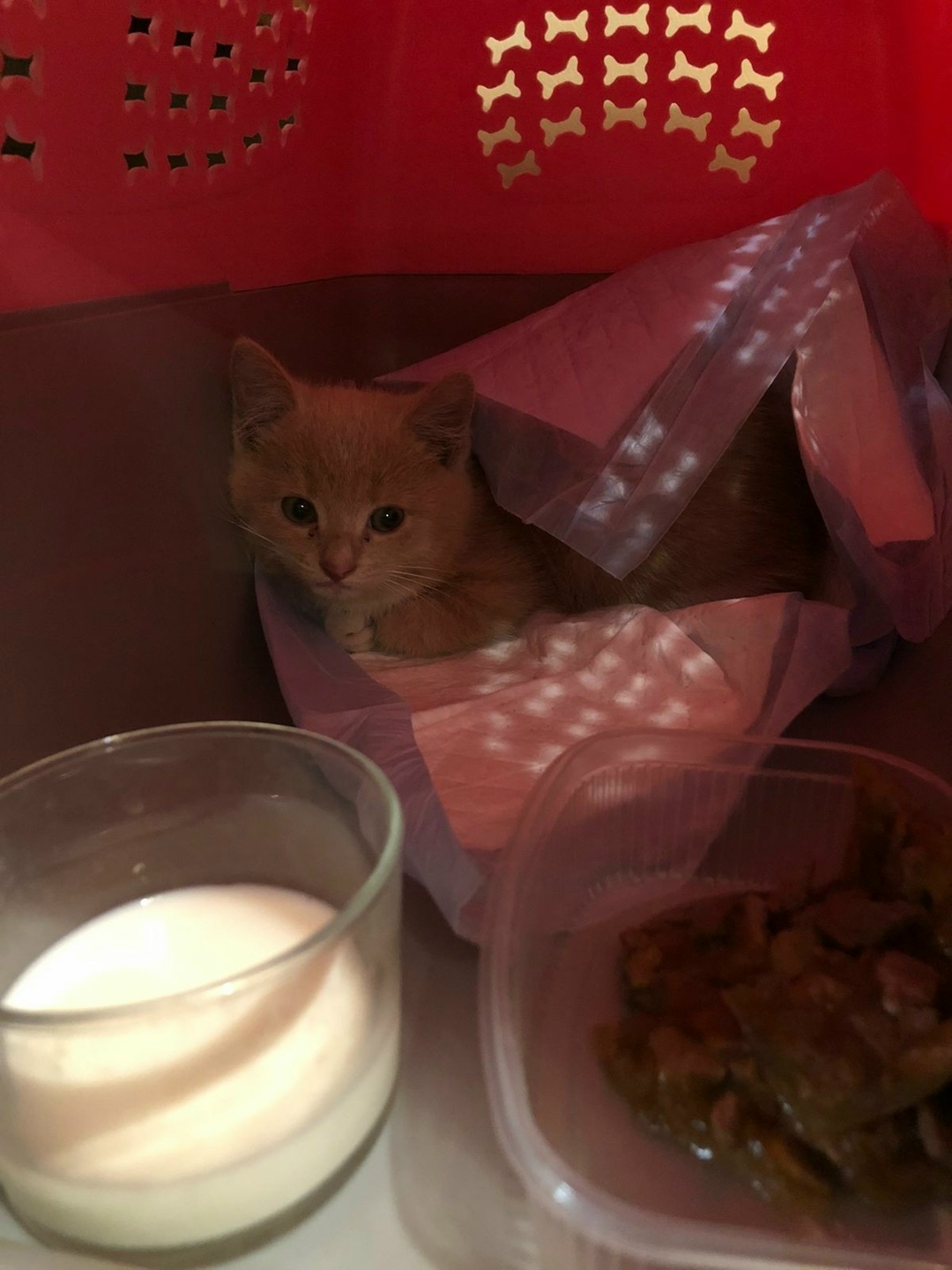 Найдена кошка в Смоленске — фото объявления