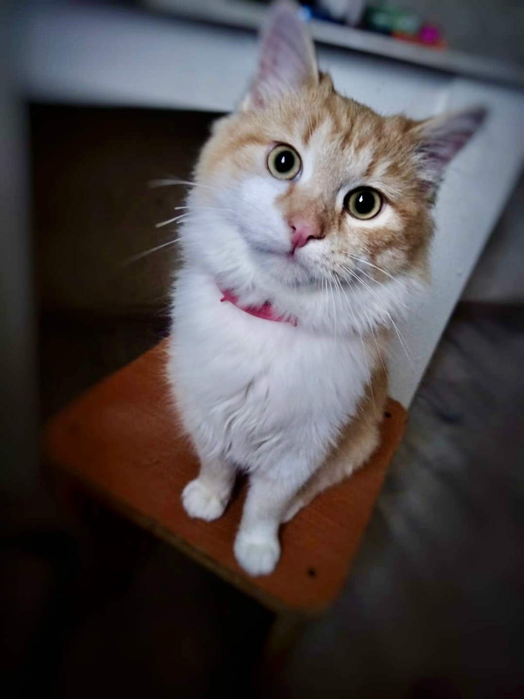 Найдена кошка в Смоленске — фото объявления