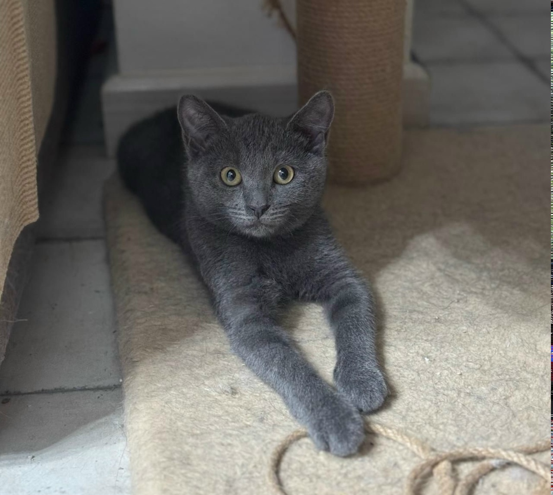 Найдена кошка в Смоленске — фото объявления