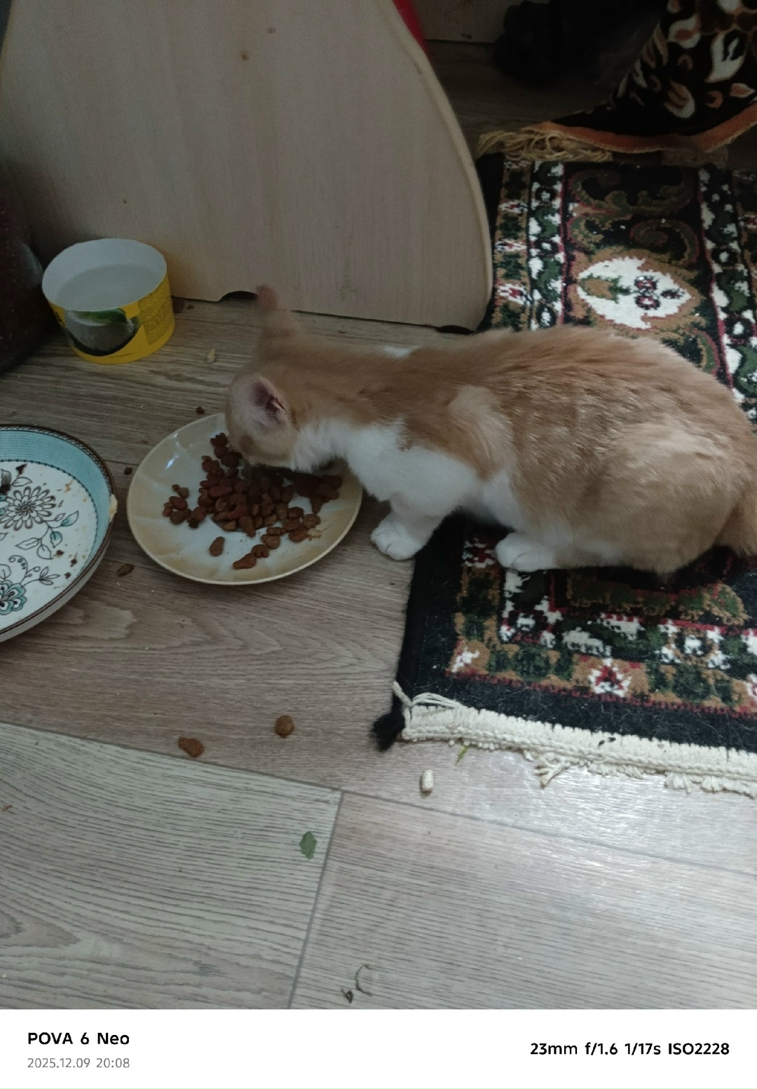 Найдена кошка в Смоленске — фото объявления