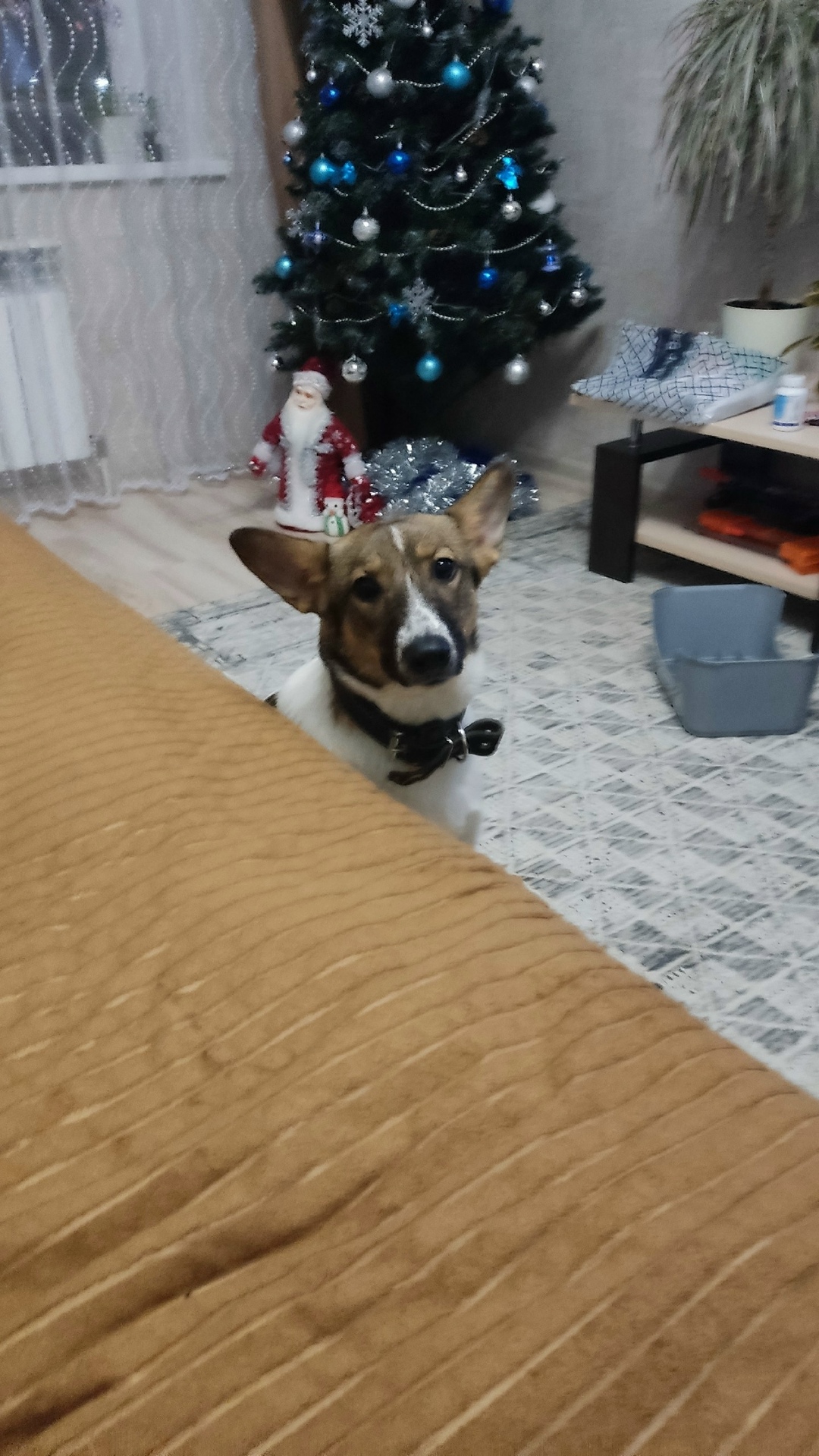 Найдена собака в Смоленске — фото объявления