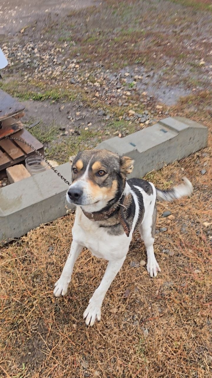 Пропала собака в Волжском — фото объявления