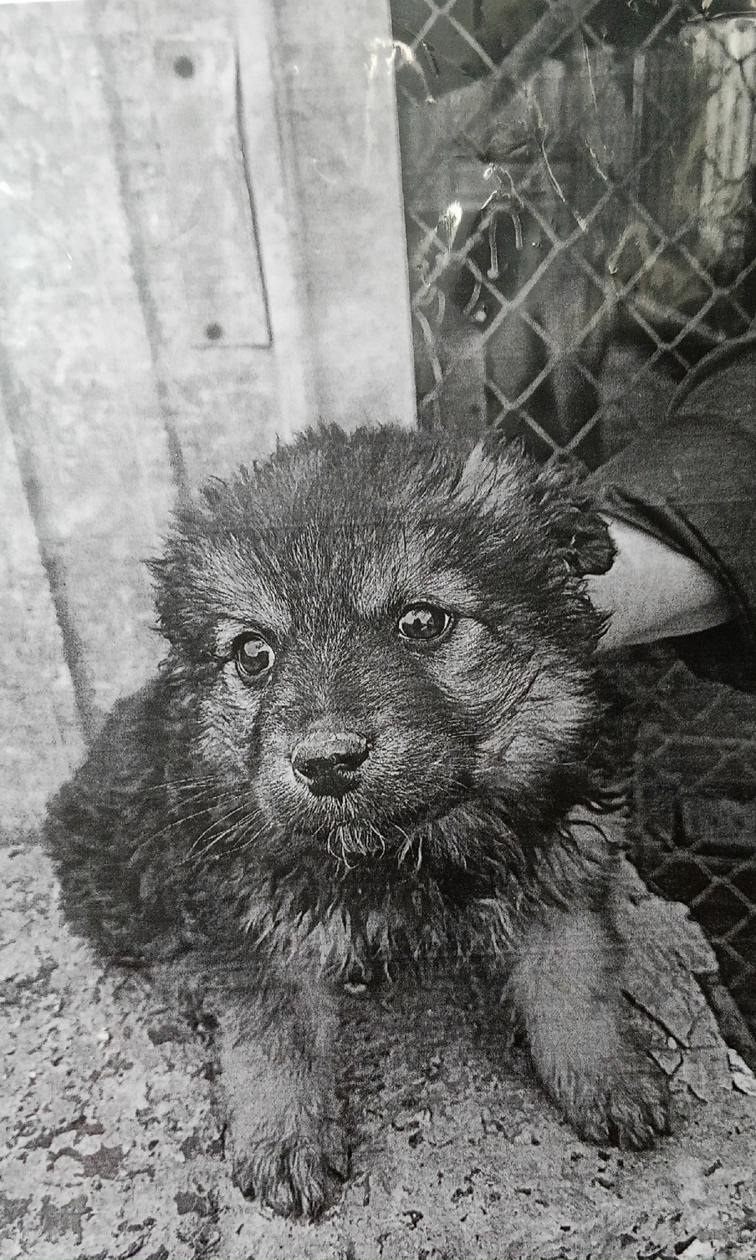 Пропала собака в Волжском — фото объявления