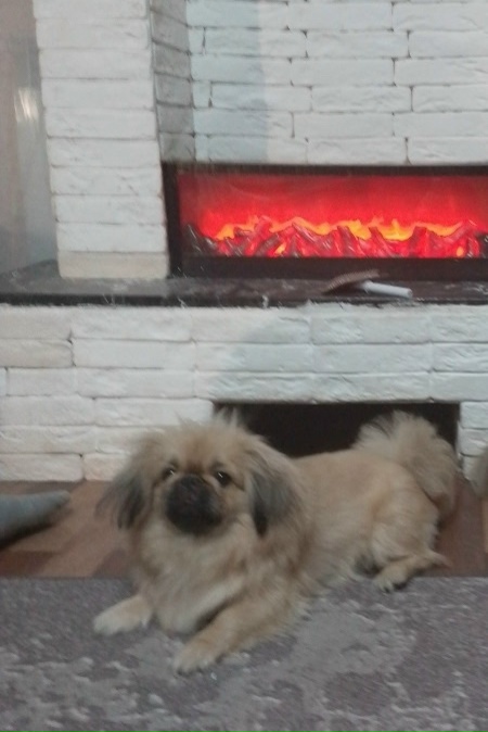 Пропала собака в Волжском — фото объявления