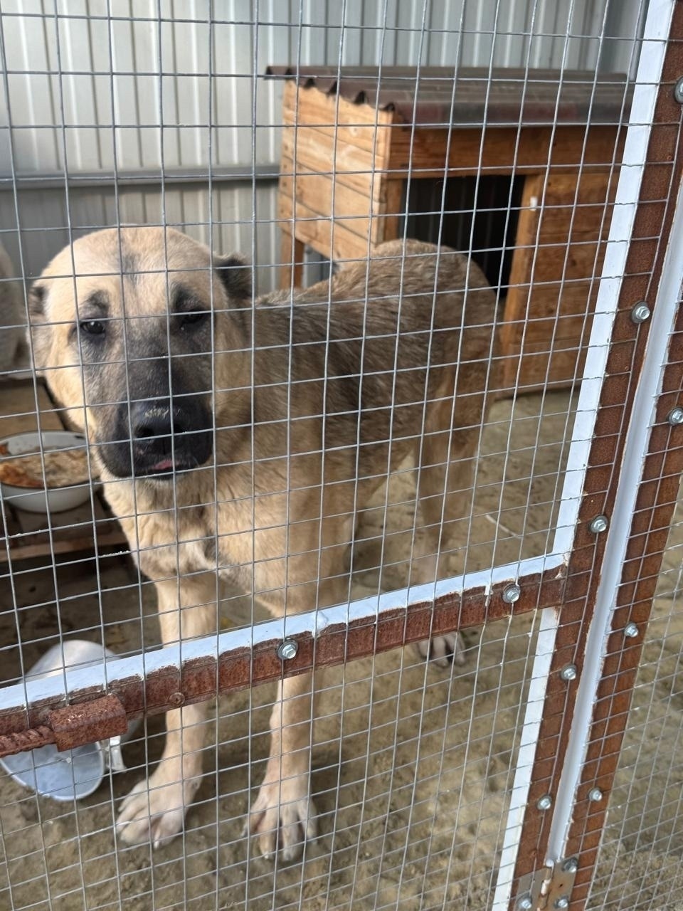 Найдена собака в Волжском — фото объявления