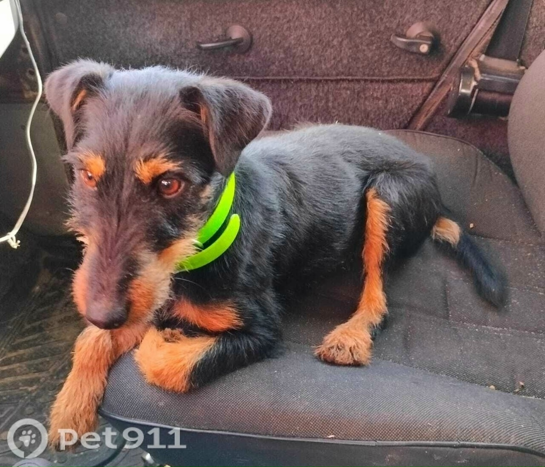 Пропала собака в Волжском — фото объявления