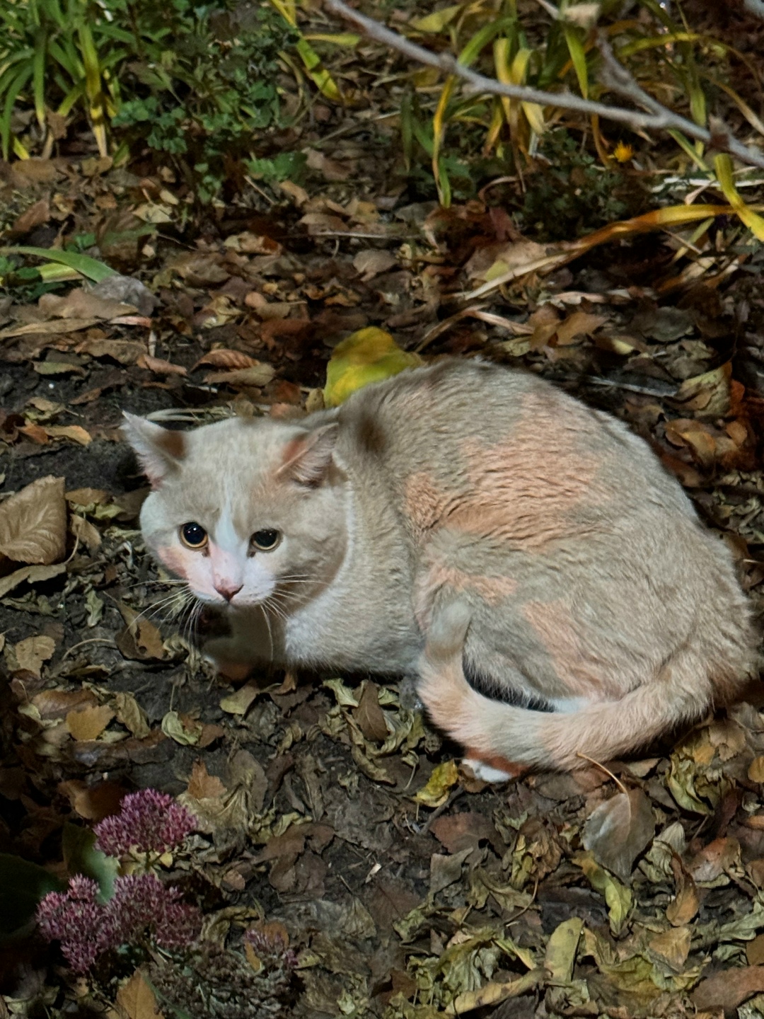 Найдена кошка в Волжском — фото объявления