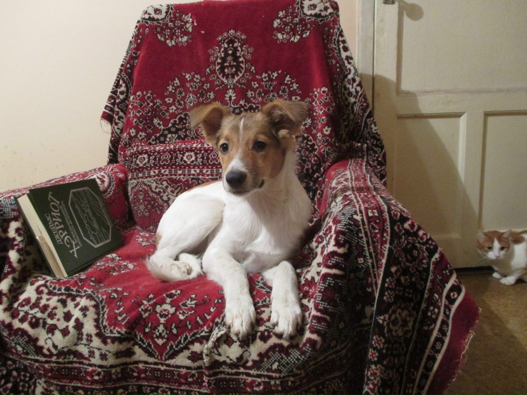 Пропала собака в Волжском — фото объявления