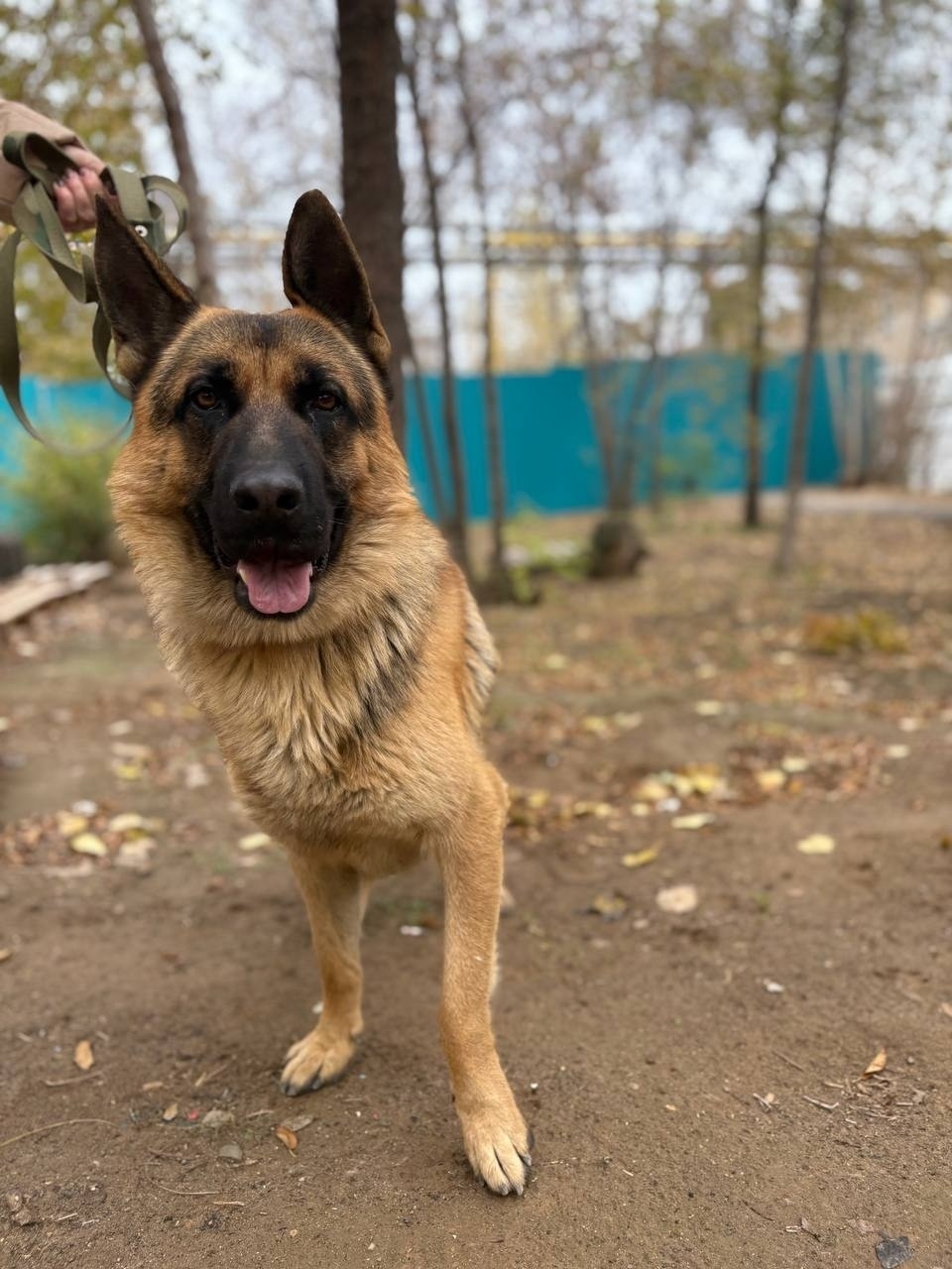 Пропала собака в Волжском — фото объявления