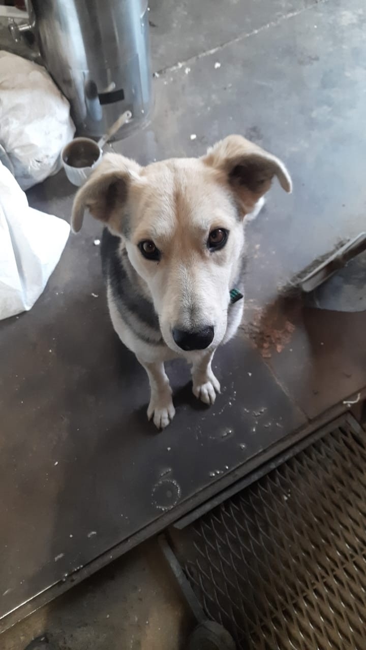 Найдена собака в Волжском — фото объявления