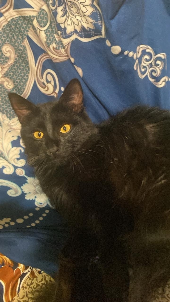 Найдена кошка в Волжском — фото объявления