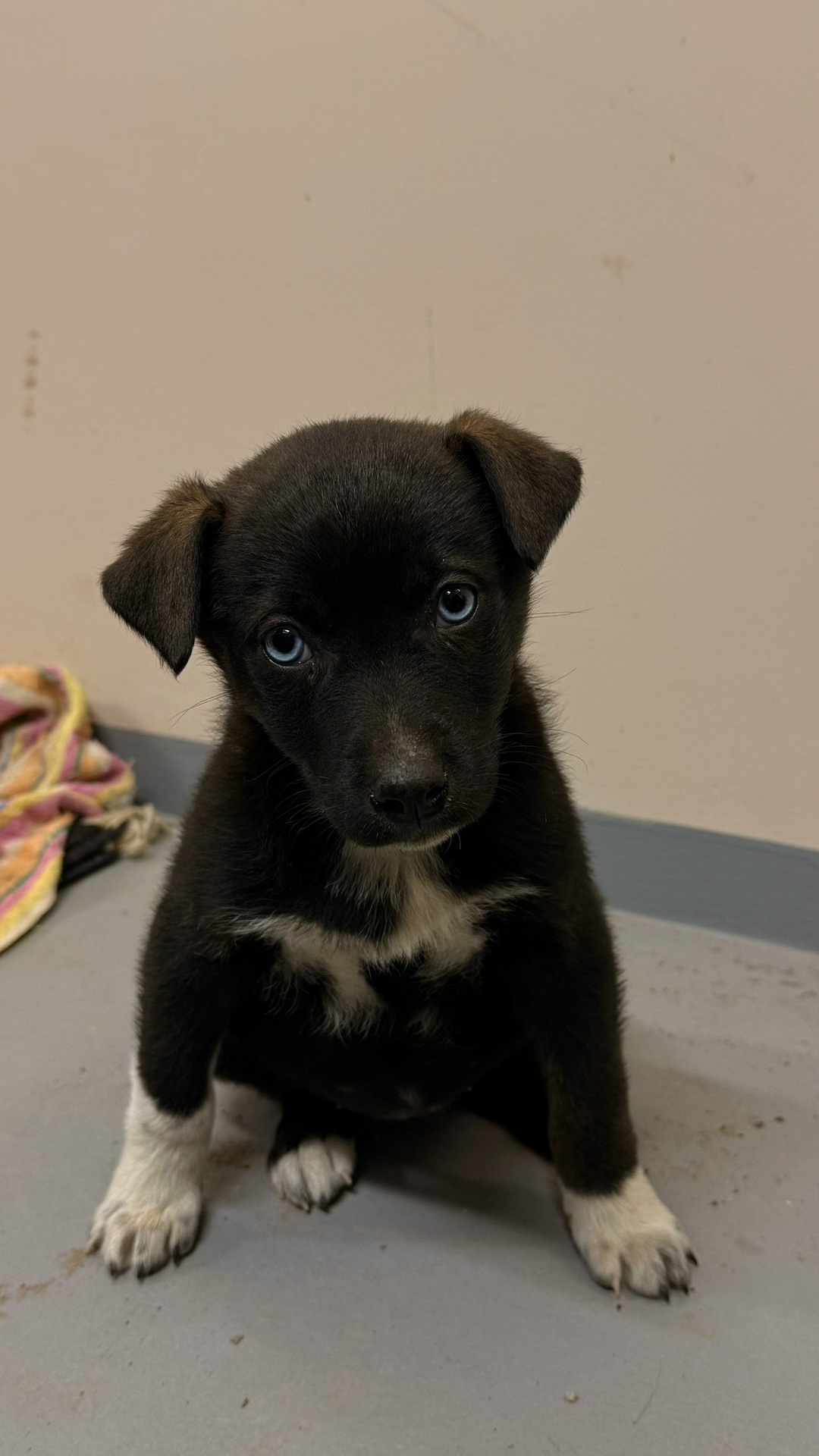 Найдена собака в Волжском — фото объявления