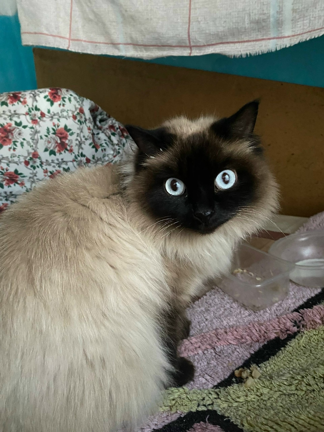 Найдена кошка в Чите — фото объявления