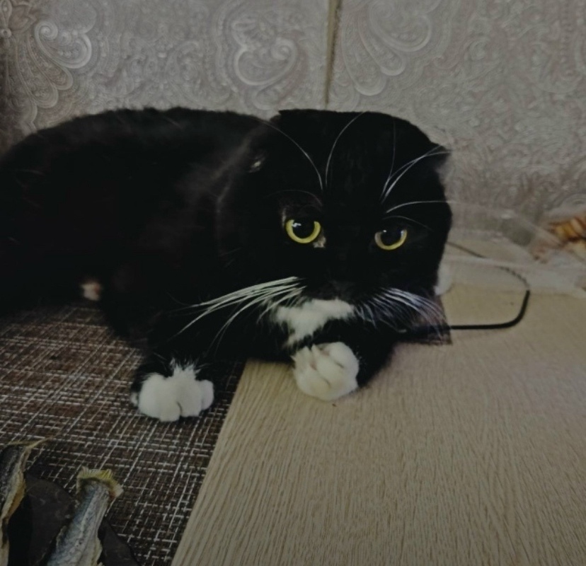 Пропала кошка в Чите — фото объявления