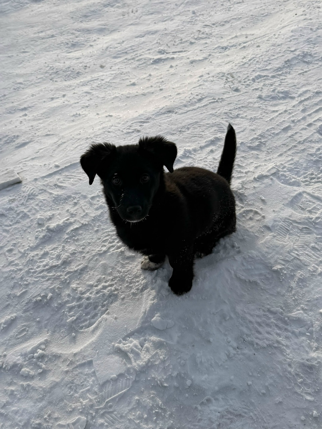 Найдена собака в Чите — фото объявления