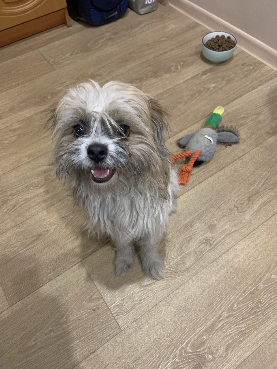 Найдена собака в Чите — фото объявления