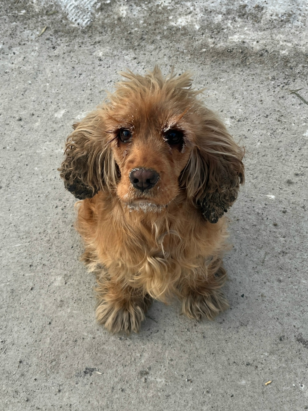 Пропала собака в Чите — фото объявления