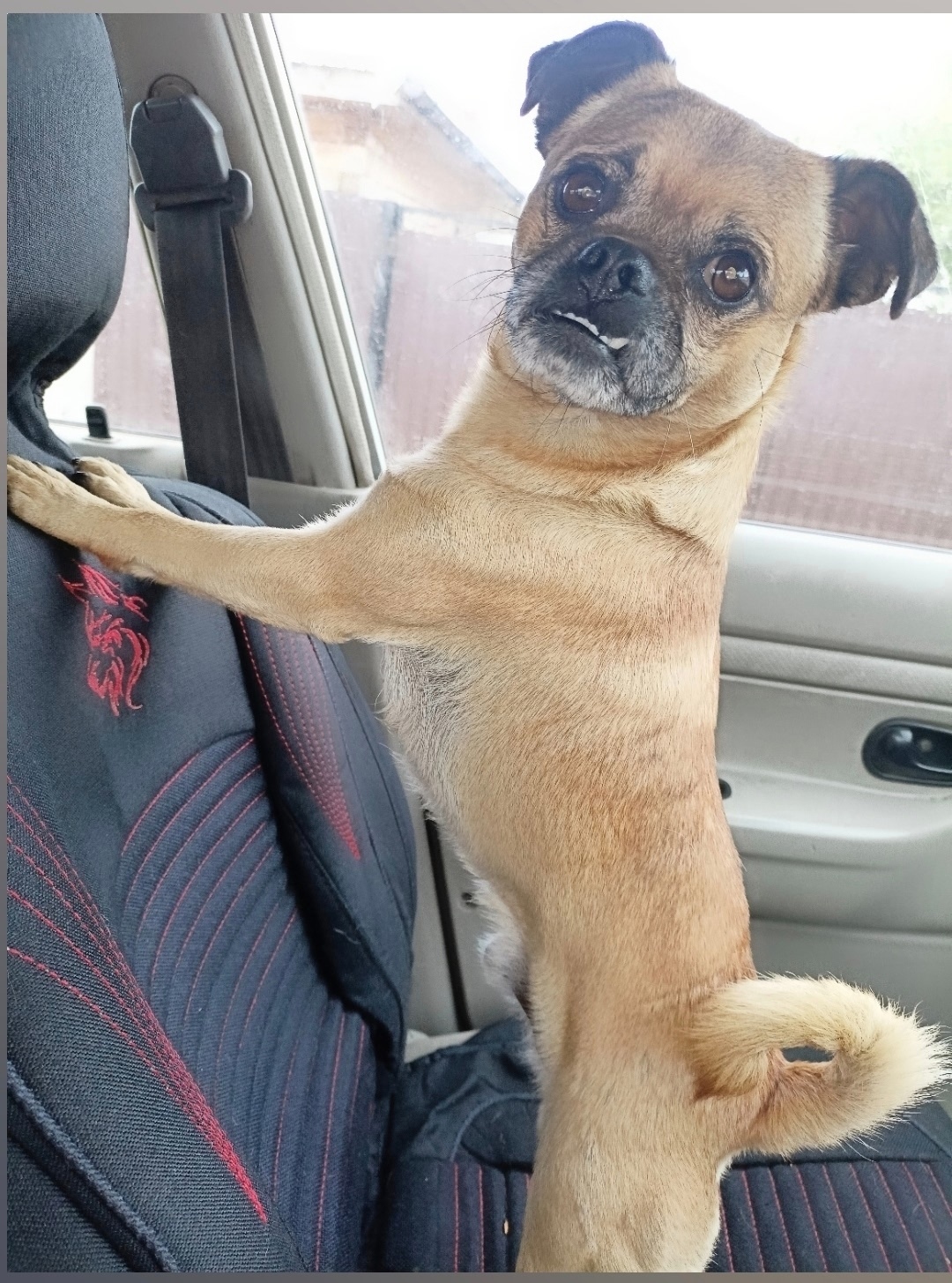 Пропала собака в Чите — фото объявления