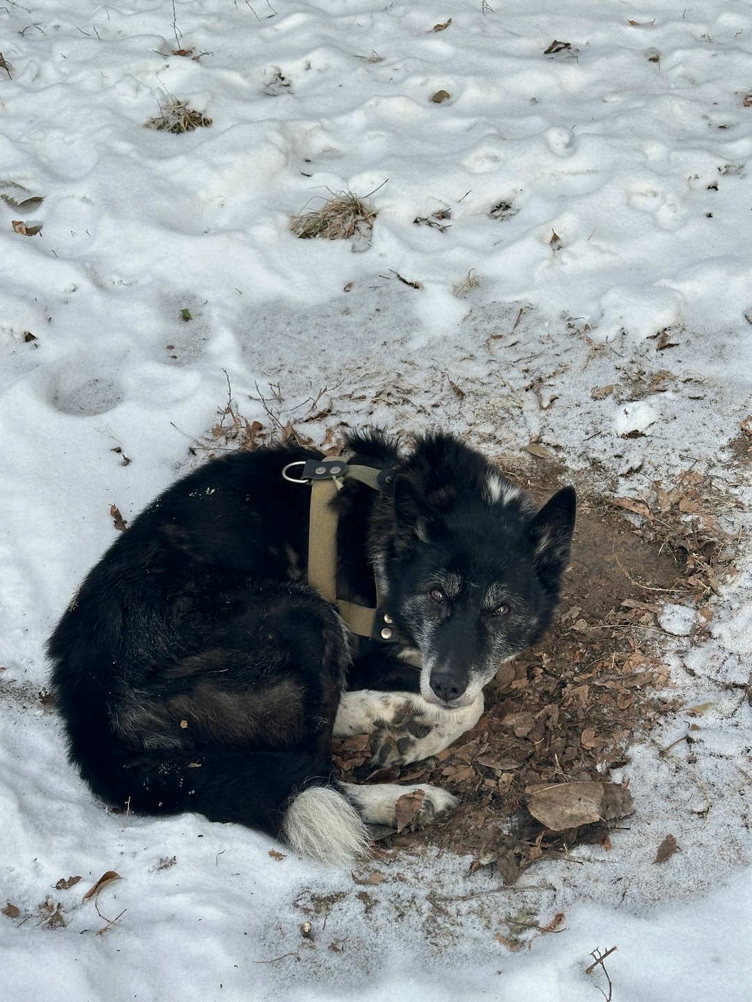 Найдена собака в Чите — фото объявления
