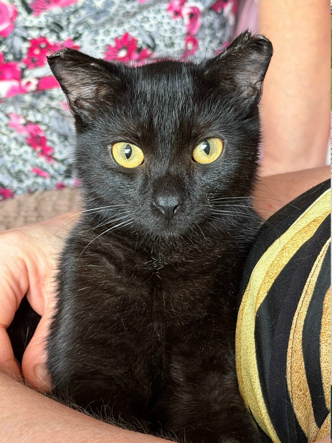 Найдена собака в Чите — фото объявления