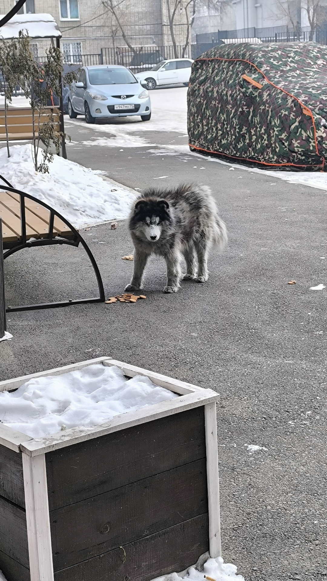 Пропала собака в Чите — фото объявления
