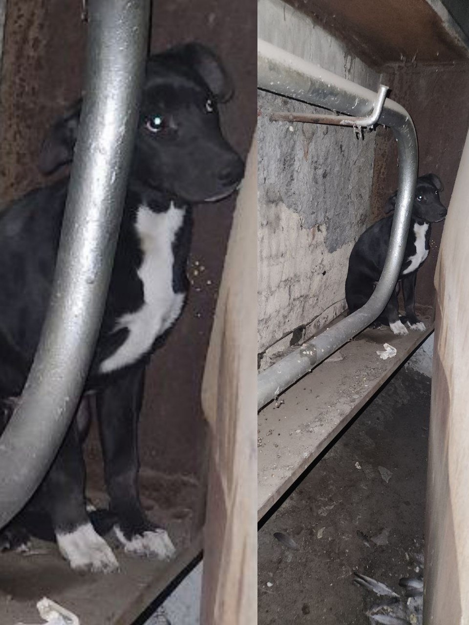 Найдена собака в Чите — фото объявления