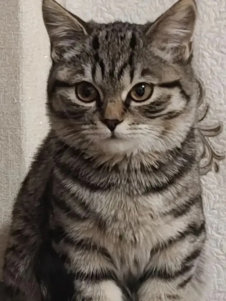 Пропала кошка в Чите — фото объявления