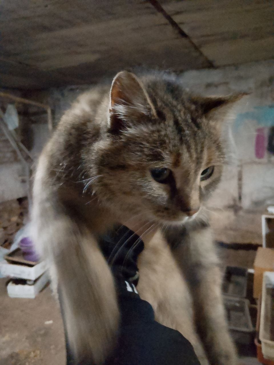 Найдена кошка в Чите — фото объявления