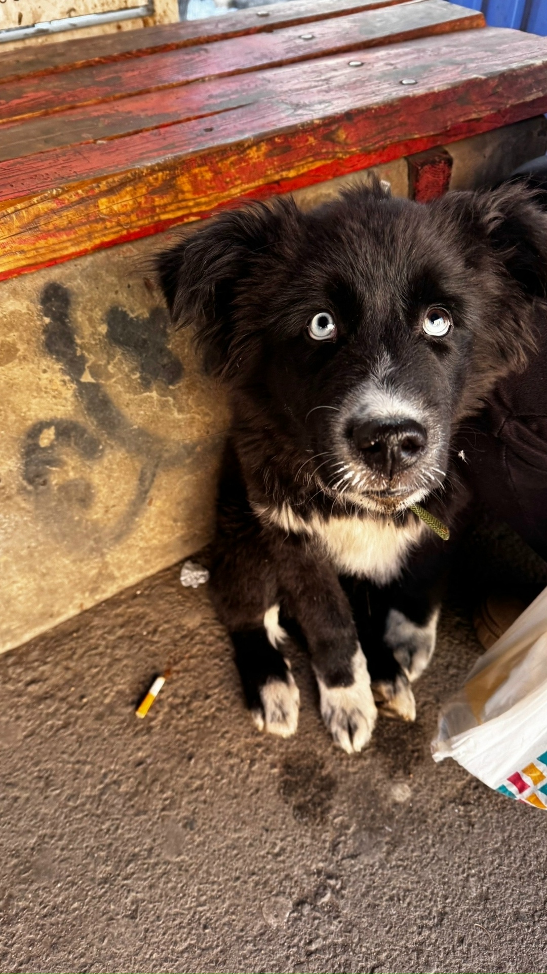 Найдена собака в Чите — фото объявления