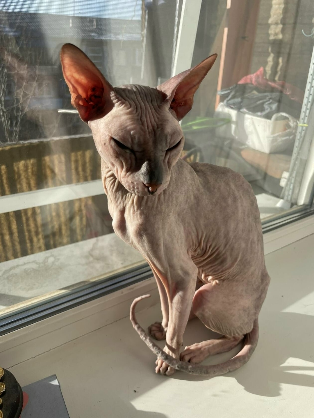 Найдена собака в Чите — фото объявления