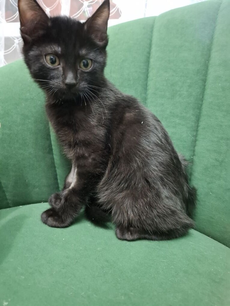 Найдена кошка в Чите — фото объявления